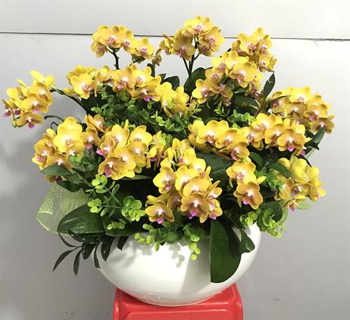 Hoa Lan Khai Trương 00109